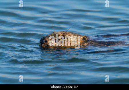 Castor eurasien, castor européen (fibre de ricin), nageant dans l'eau de la rivière Maas, pays-Bas, Maasvallei Grevenbich Banque D'Images