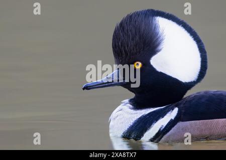 Merger à capuchon (Mergus cucullatus, Lophodytes cucullatus), mâle nageant dans un lac, portrait, États-Unis Banque D'Images