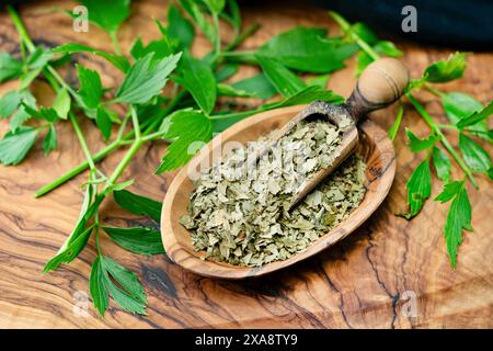 Jardin livret, graines de vessie (Levisticum officinale), feuilles de livret, fraîches et séchées et écrasées sur une cuillère Banque D'Images