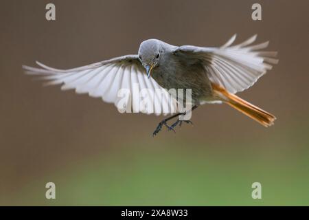 Rouge noir (Phoenicurus ochruros), femelle en vol, Italie, Toscane, Florence Banque D'Images