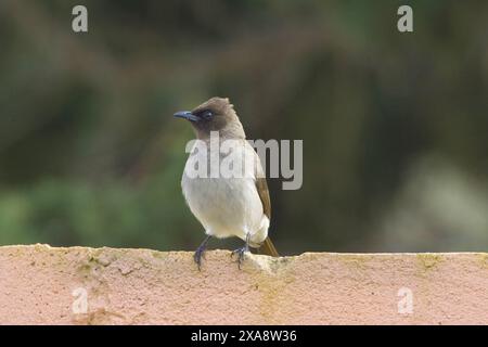 Bulbul de jardin, bulbul commun (Pycnonotus barbatus), perché sur un mur, Maroc Banque D'Images