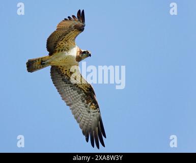 osprey, faucon de poisson (Pandion haliaetus), en vol d'en bas, Belgique Banque D'Images