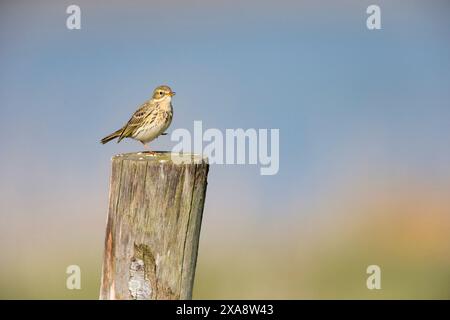 Pipit de prairie (Anthus pratensis), perché sur un poteau en bois, pays-Bas, Roosteren Banque D'Images