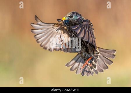 Étourneau commun (Sturnus vulgaris), en vol, vue de côté, Italie, Toscane Banque D'Images