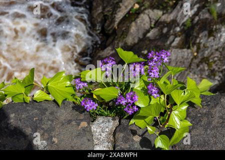 Fairy Foxglove, Erinus alpinus l, poussant parmi le lierre frais sur le vieux pont de pierre à Killin Écosse Banque D'Images