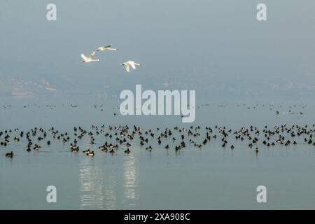 Canards plongeurs et cygnes muets en vol et au repos pendant l'hiver, lac Neuchâtel en Suisse Banque D'Images