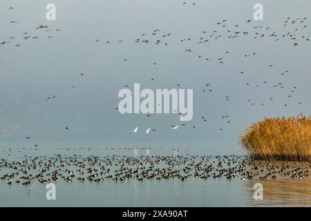 Canards plongeurs et cygnes muets en vol et au repos pendant l'hiver, lac Neuchâtel en Suisse Banque D'Images