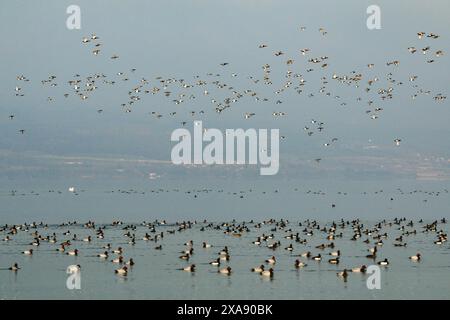 Canards plongeurs en vol et au repos en hiver, lac Neuchâtel en Suisse Banque D'Images