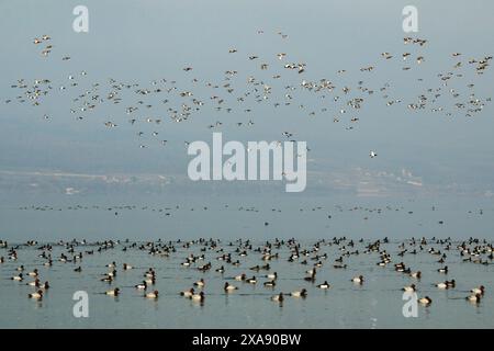 Canards plongeurs en vol et au repos en hiver, lac Neuchâtel en Suisse Banque D'Images