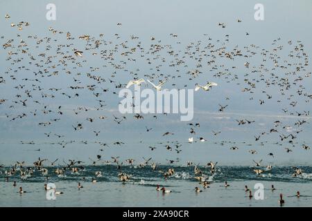 Canards plongeurs et cygnes muets en vol et au repos pendant l'hiver, lac Neuchâtel en Suisse Banque D'Images