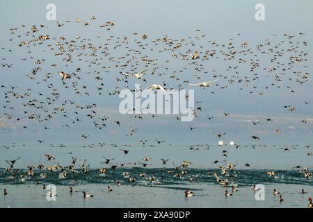 Canards plongeurs et cygnes muets en vol et au repos pendant l'hiver, lac Neuchâtel en Suisse Banque D'Images