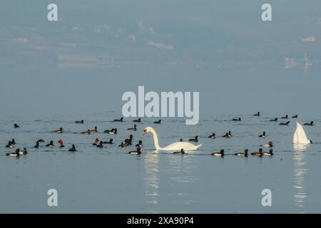 Canards plongeurs et cygnes muets, lac Neuchâtel en Suisse Banque D'Images