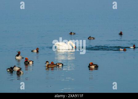 Canards plongeurs et cygne muet, le lac Neuchâtel en Suisse Banque D'Images