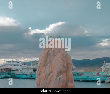 Mouette à tête brune dans le lac Qinghai, Chine. Banque D'Images