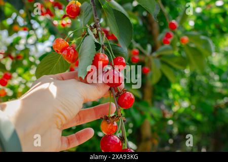 Cueillette à la main des cerises. Jardin de cerisiers. Concept de récolte d'été. Cueillette à la main des fruits de cerise. Arrière-plan d'été. Nature morte estivale. Banque D'Images