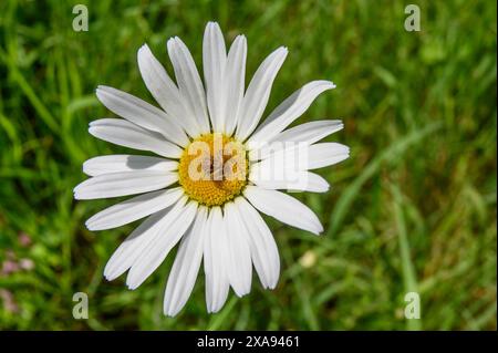 Araignée crabe commune (Xysticus cristatus) reposant sur une Marguerite Oxeye (Leucanthemum vulgare) attendant que la proie atterrisse Banque D'Images
