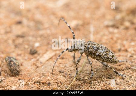 Un petit coléoptère longhorn Aegomorphus clavipes assis sur un morceau de bois, jour ensoleillé au printemps en Autriche Autriche Autriche Banque D'Images