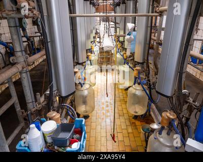 pas si moderne salle de traite sur la ferme néerlandaise aux pays-bas Banque D'Images