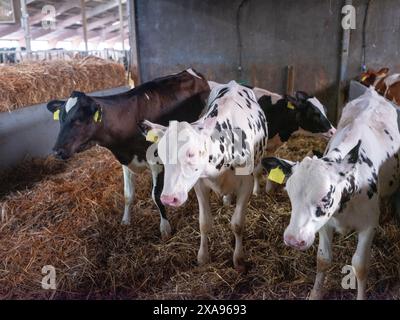 les veaux holstein à taches noires et blanches se dressent en paille dans une ferme hollandaise aux pays-bas Banque D'Images