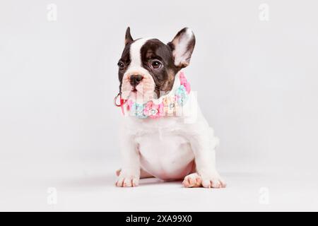 Chien Bulldog français à pied chiot avec collier de fleur tissé Banque D'Images