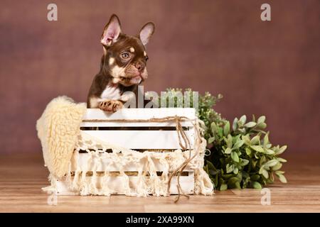 Nouveau chiot bouledogue français coloré Schade Mocca Orange Tan dans une boîte avec décor boho devant un fond marron Banque D'Images