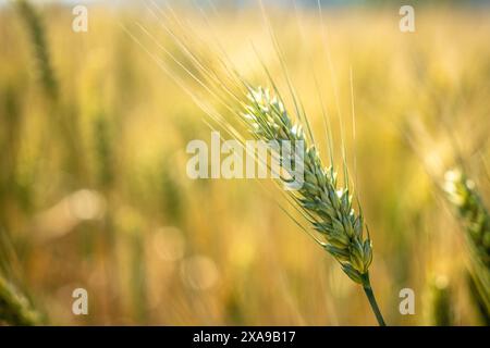 Une tige de blé est montrée dans un champ Banque D'Images