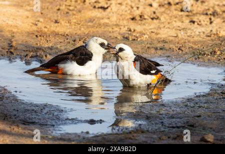 Le Buffalo-Weaver à tête blanche construit de grands nids distinctifs protégés par des barrières épineuses sont une caractéristique des savanes d'acacia en Afrique de l'est. Banque D'Images