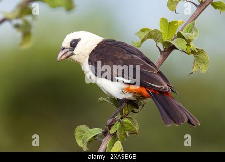 Le Buffalo-Weaver à tête blanche construit de grands nids distinctifs protégés par des barrières épineuses sont une caractéristique des savanes d'acacia en Afrique de l'est. Banque D'Images