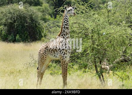 Les proportions corporelles d'une jeune girafe sont nettement différentes de celles de l'adulte. La première année, le taux de croissance est très rapide. Banque D'Images