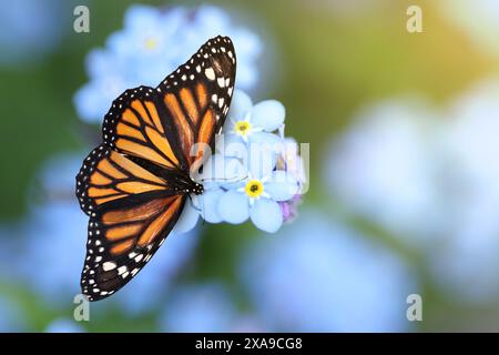 Beau papillon sur Forget-me-not fleur dans le jardin, gros plan Banque D'Images