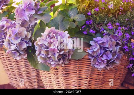 Hortensia fleurit dans un panier de paille. Design floristique. Des fleurs violettes décorent la terrasse. Banque D'Images