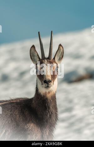 Portrait rapproché de chamois alpin femelle ou de chèvre de montagne sauvage (Rupicapra rupicapra) contre des prairies enneigées floues et un ciel bleu. Alpes, Italie. Banque D'Images