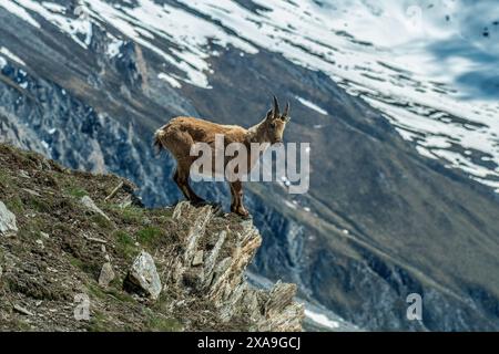 Incroyable photo d'un bouillon alpin ou d'une chèvre de montagne sauvage debout au bord d'une falaise, contre des pentes alpines enneigées, vue panoramique d'un bouillon femelle en i. Banque D'Images