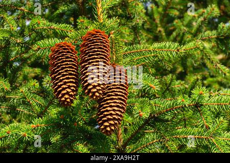 Trois cônes d'épinette matures accrochés gracieusement à la branche d'un sapin. Banque D'Images