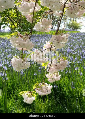 FLEUR DE CERISIER Prunus shogetsu. Floraison japonaise Cherry Blossom avec de grands camas (Camassia leichtlinii) derrière. Floraison printanière dans Dappled Sun UK Banque D'Images