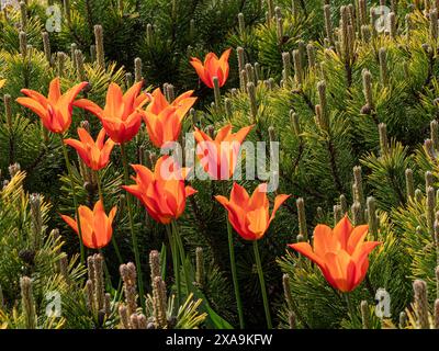 Tulipe ballerine parmi Pinus mugo subs.mugo pin de montagne nain. Bulbe vivace, TULIPES au feuillage gris-vert et fleurs jaunes, rouge à l'extérieur. Banque D'Images