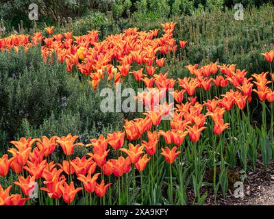 Tulipe ballerine parmi Pinus mugo subs.mugo pin de montagne nain. Bulbe vivace, TULIPES au feuillage gris-vert et fleurs jaunes, rouge à l'extérieur. Banque D'Images