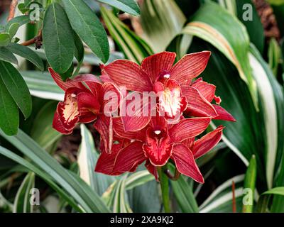 ORCHIDÉE Cymbidium Sandridge Torch 'Cindy' Banque D'Images