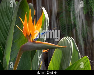 Strelizia reginae 'Oiseau de paradis' dans un cadre verdoyant en pleine croissance situation tropical chaud avec une cascade derrière, plante herbacée vivace de strelitziaceae genre Banque D'Images