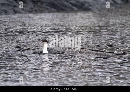 Gros plan d'un Shag antarctique -Leucocarbo bransfieldensis- nageant en mer, près de l'île de Cuverville, sur la péninsule antarctique Banque D'Images