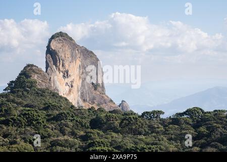 Forêt tropicale d'altitude au sud-est du Brésil. Banque D'Images