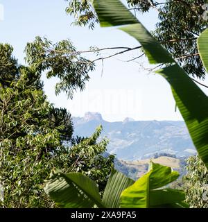 Forêt tropicale d'altitude au sud-est du Brésil. Banque D'Images