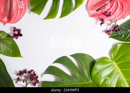 Real Tropical Leaves monstera Swiss Cheese Plant et Flowers Frame sur fond blanc. Banque D'Images