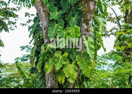 Grand arbre orné d'un feuillage vert luxuriant Banque D'Images