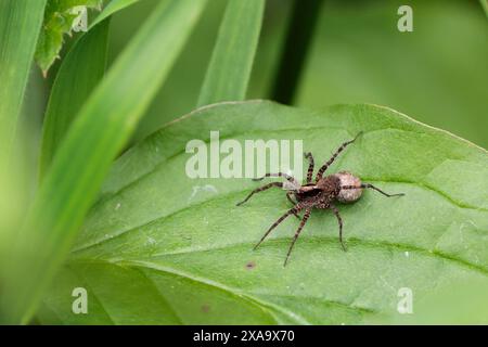 araignée loup pardosa lugubris, femelle araignée des bois avec sac d'oeuf attaché à l'abdomen brun foncé et bande brun buffle noir sur carapace sur la feuille Banque D'Images