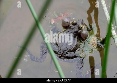 grenouille marais rana ridibunda, visage pointu couleur verdâtre ligne vert pâle vers le bas dos taches sombres sur les jambes mâle a gonflé les sacs vocaux pour appeler Banque D'Images