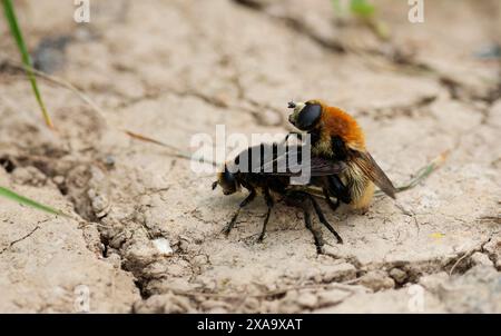 narcisse bulbe mouche merodon equestris, un type de mouche stationnaire imite diverses abeilles, deux mouches en accouplement un gingembre l'autre noir ont de gros yeux velus thorax Banque D'Images