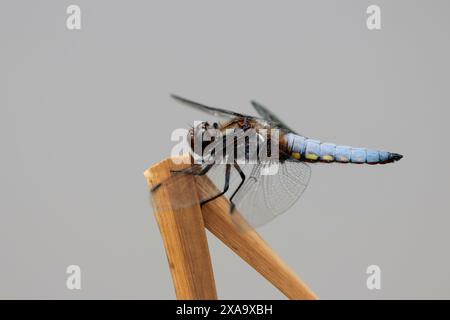 mâle chasseur corsé large libellula depressa, libellule large abdomen aplati bleu avec des points jaunes sur les côtés brun foncé base d'aile perchée sur roseau Banque D'Images