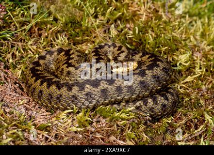 Femelle Adder (Vipera berus) se prélassant en fin d'après-midi au soleil dans une clairière près d'une plantation forestière commerciale, Berwickshire, Écosse, mai 1999 Banque D'Images