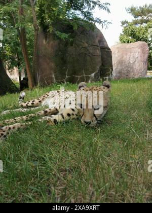 Un guépard se prélassant dans l'herbe au zoo avec de gros rochers derrière lui Banque D'Images